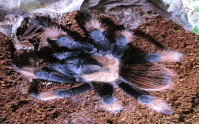 brachypelma emilia male tarantula